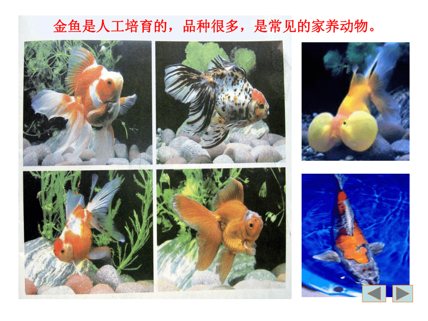 小学科学  湘教版  四年级上册  二 多种多样的动物  2 水族的公民 课件