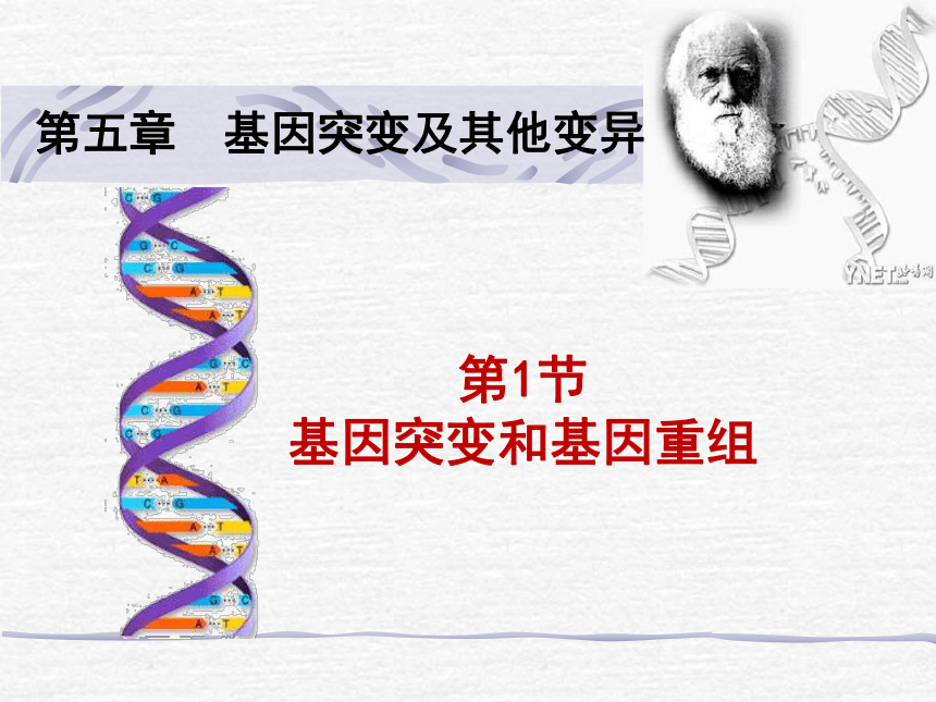 人教版生物必修2 第5章 第1节 基因突变和基因重组 教学课件 （共28张PPT）