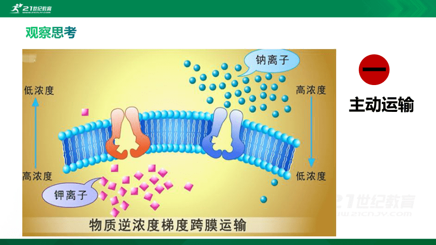 42主动运输与胞吞胞吐共17张ppt