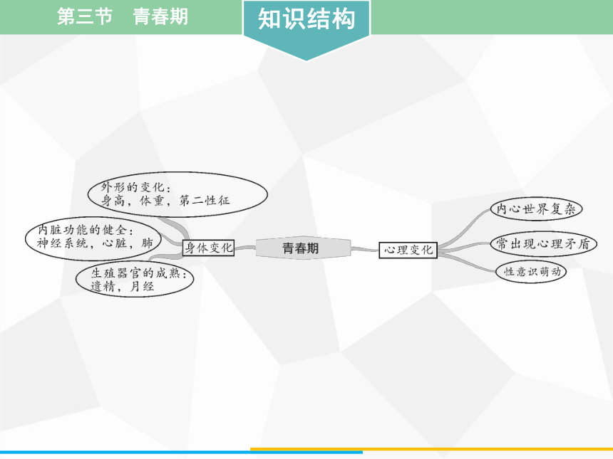 人教版版七年级下册生物 第一章  第三节  青春期课件（41张PPT）