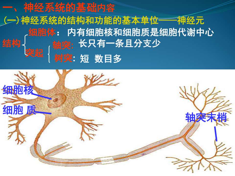 人教高中生物必修三2.1通过神经系统的调节 课件 共30张