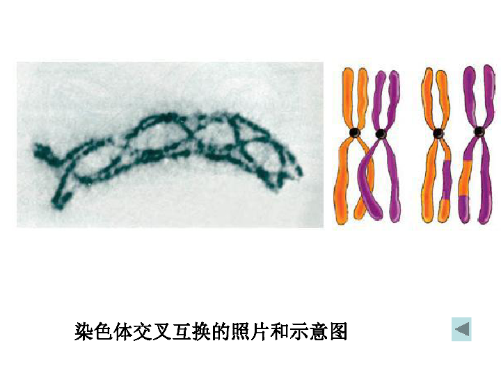 减数分裂中的染色体行为