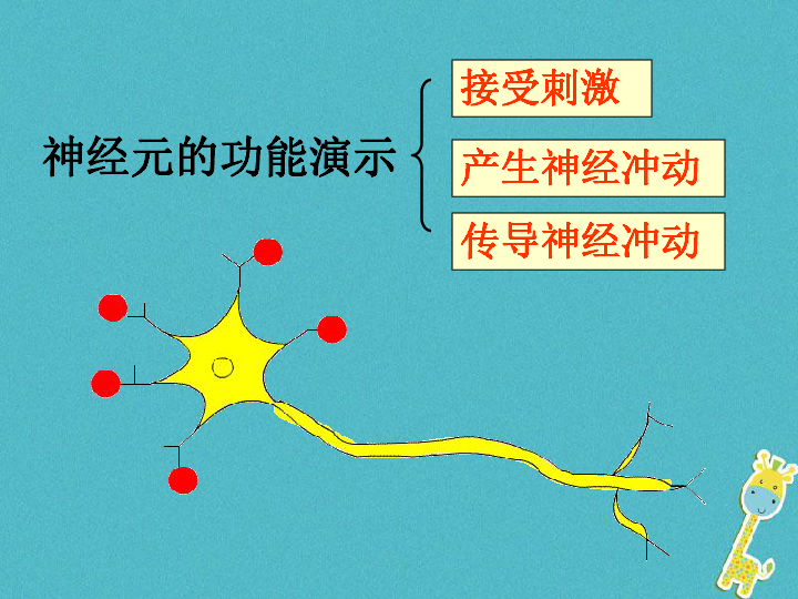 神经调节的结构基础 课件（25张PPT）