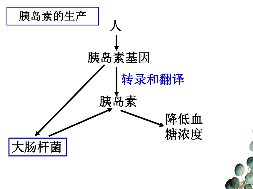 2020-2021学年高一下学期生物人教版必修2-6.2基因工程及其应用课件(共33张PPT)