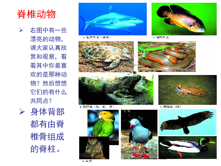 苏教版八上生物  14.2 千姿百态的动物世界 课件（第2课时）（34张PPT）