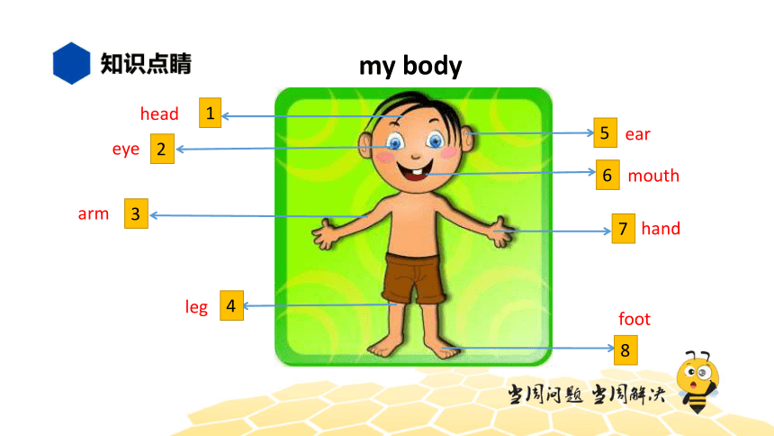 英语卡通身体部位图片图片