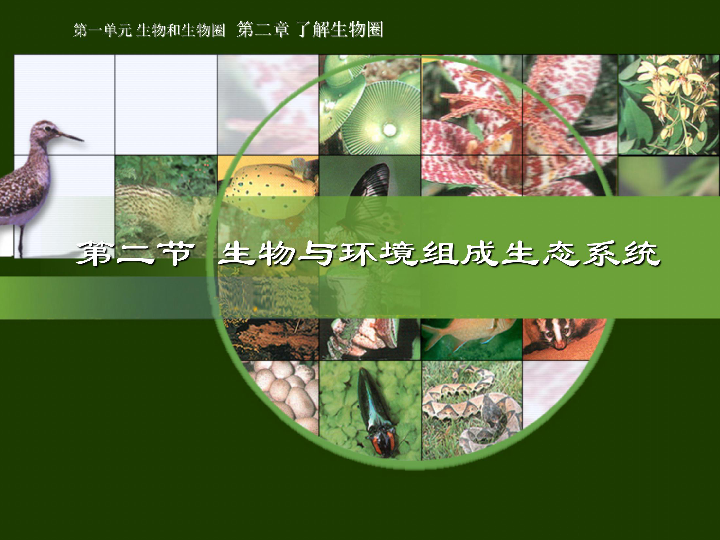 生物与环境组成生态系统 课件（25张PPT）