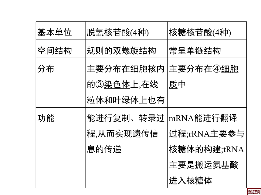 2014届高三生物一轮复习课件： 1.4 细胞中的核酸、糖类和脂质