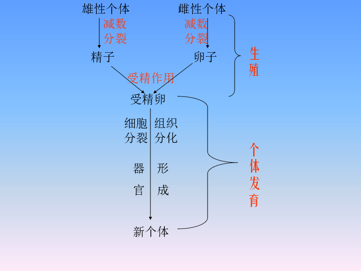 动物个体发育下载