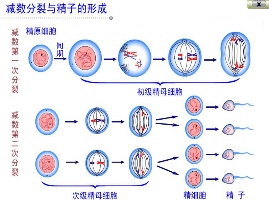 高中生物北师的版必修二第二章第1节染色体是遗传信息的载体之二 染色体在减数分裂中的行为 课件（46张PPT）
