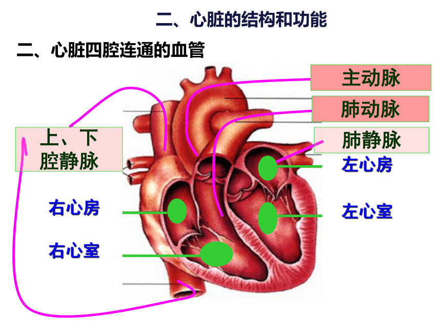 心脏结构图七下图片