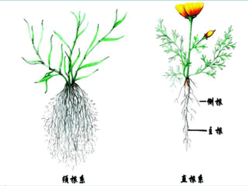 科学四年级上青岛版3.9植物的根课件(31张）