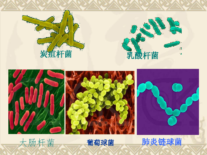 苏科版七下生物　13.2 土壤里的微生物 课件（51张PPT）