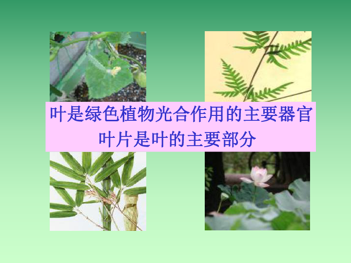 苏教版生物七上3.6.2 植物光合作用场所 课件(共27张PPT)