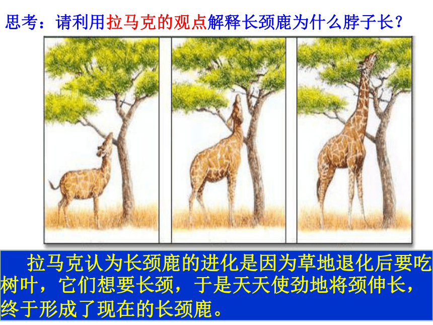海南省华侨中学三亚学校高中生物必修2：7.1现代生物进化理论的由来 课件 （共15张PPT）