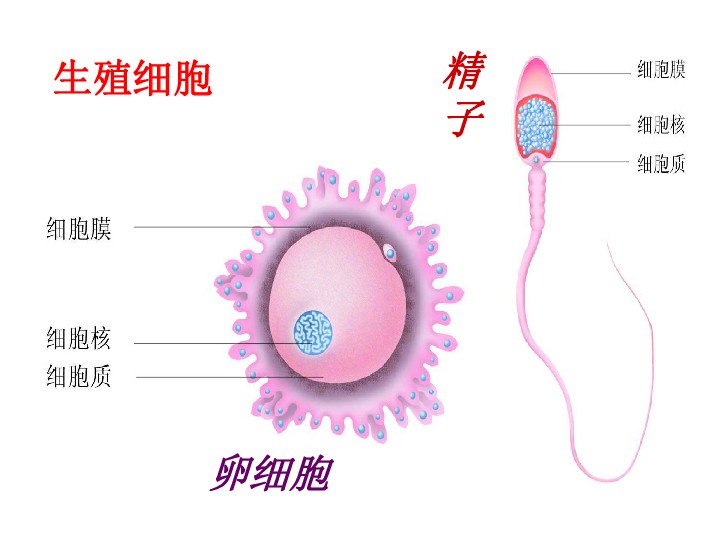 冀教版八下生物 6.1.3人的生殖和胚胎发育 课件（26张PPT）