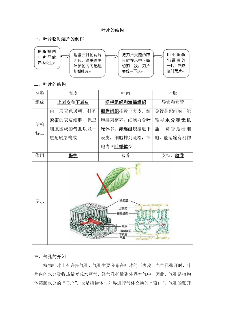 生物七年级上册考点汇总 4.1植物的蒸腾作用-京改版