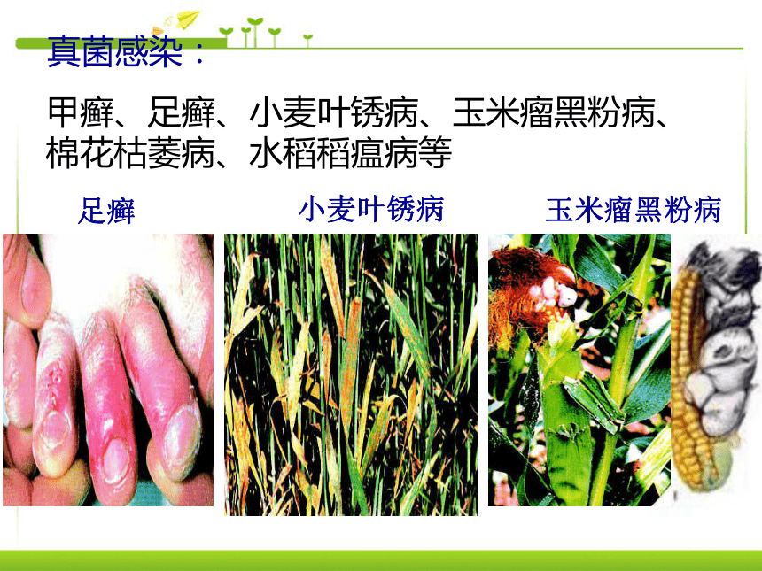 5.4.4 细菌和真菌的作用 课件          (共42张PPT)