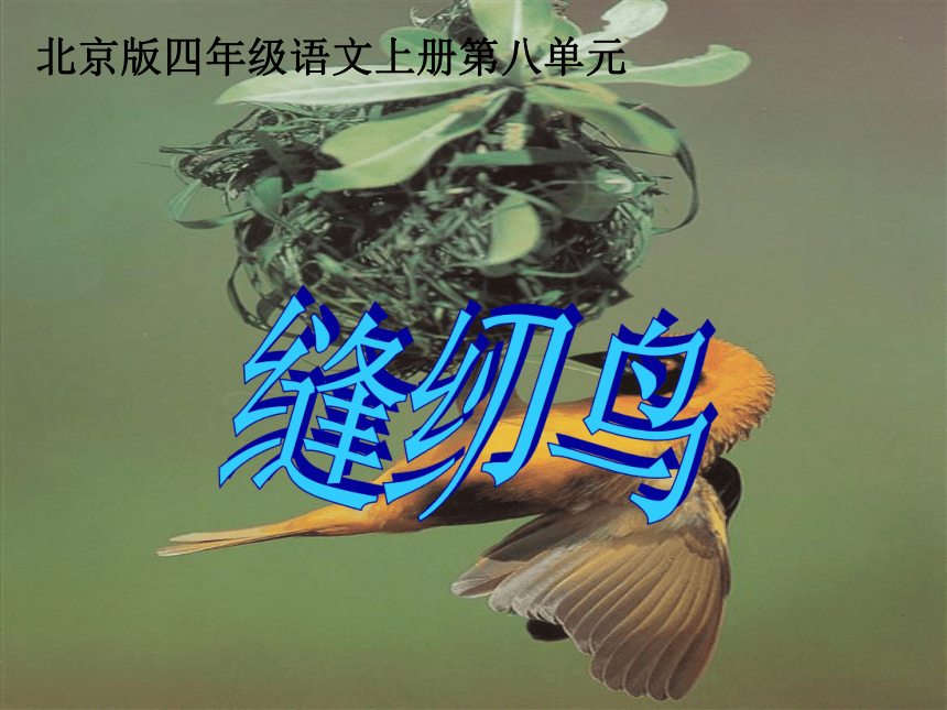 四年级语文上册课件 缝纫鸟 2（北京版）