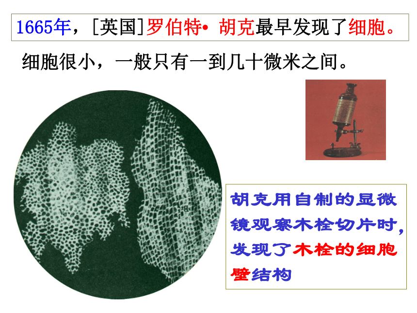 2.4 细胞（2课时）（课件 40张ppt）