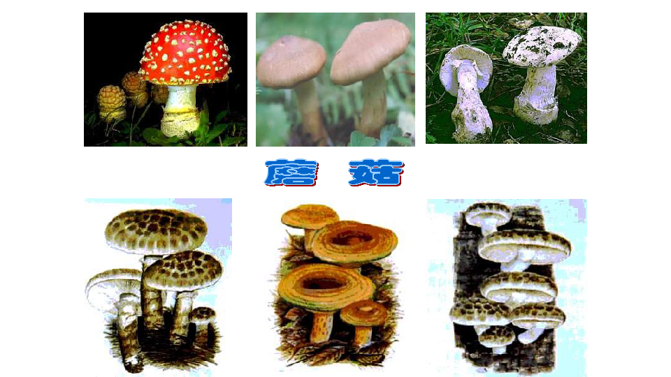 人教版八年级生物上册：5.4.3 真菌  课件（共33张PPT）