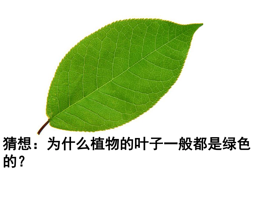 科学四年级上青岛版3.11植物的叶课件（31张）