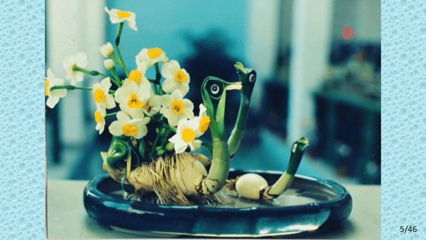 水仙鳞茎的雕刻课件
