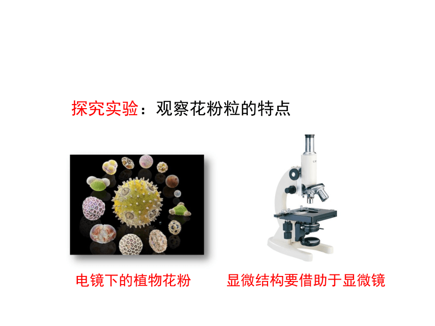 冀少版七年级生物上册课件：1.1.2《学会观察》（共41张PPT）