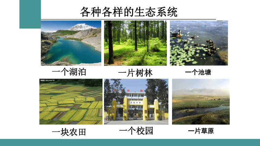 1.2.2生物与环境组成生态系统课件(共29张PPT) 2021-2022学年人教版生物七年级上册