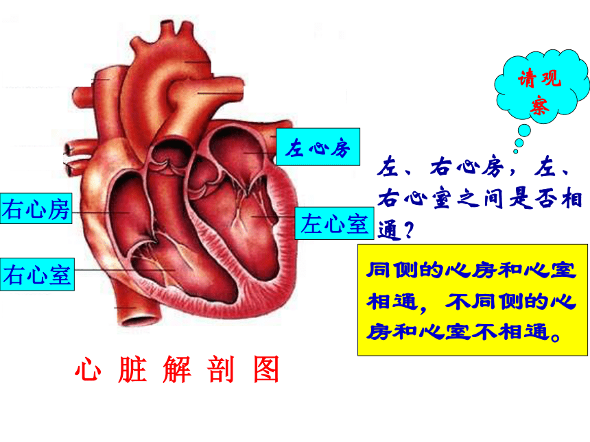 4.4.3输送血液的泵——心脏 课件  （27张PPT）