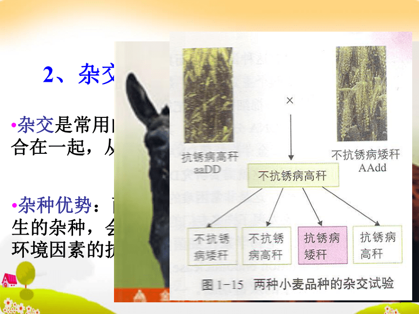 生物：13 优良品种的培育和繁殖 课件（浙科版选修二）