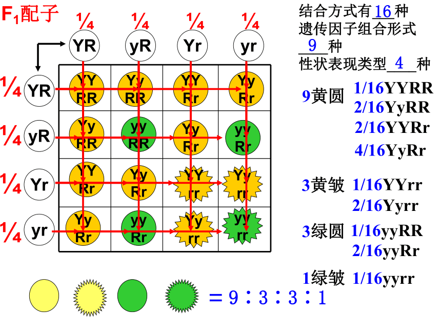 2020-2021学年高一生物人教版必修二1.2孟德尔的豌豆杂交实验（二）课件 （32张ppt）