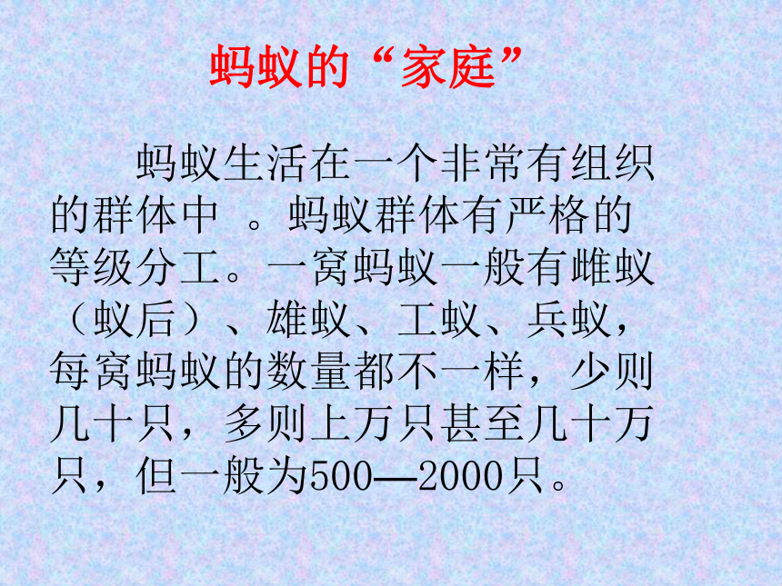 3 观察蚂蚁 课件（36张ppt）