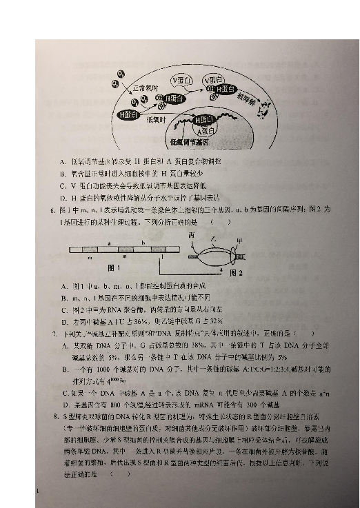 安徽省六安一中2020届高三上学期周末检测（六）（12月13-14号）生物试题 扫描版含答案