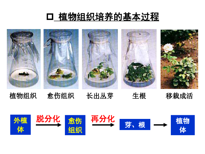 植物组织培养技术过程图片