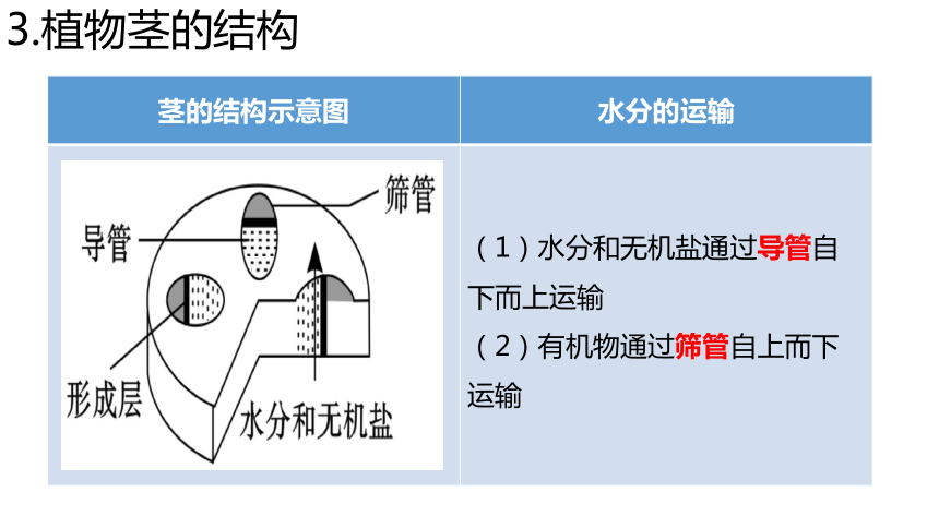 2021年中考生物总复习3.3绿色植物与生物圈的水循环 复习课件 （29张PPT）