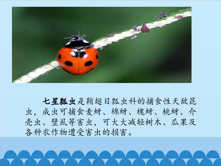 四年级下册科学课件-1.3  昆虫与人类的关系  昆虫是无脊椎动物 -北京课改版(共21张PPT)