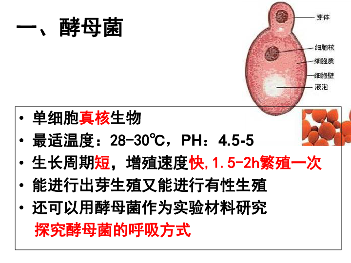 浙科版 高中生物 2019-2020 必修三 第四章 种群 第三节 探究酵母菌的种群数量的变化（共25张PPT）