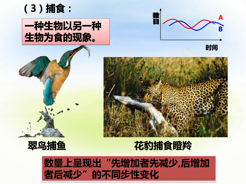 竞争关系和捕食关系图图片