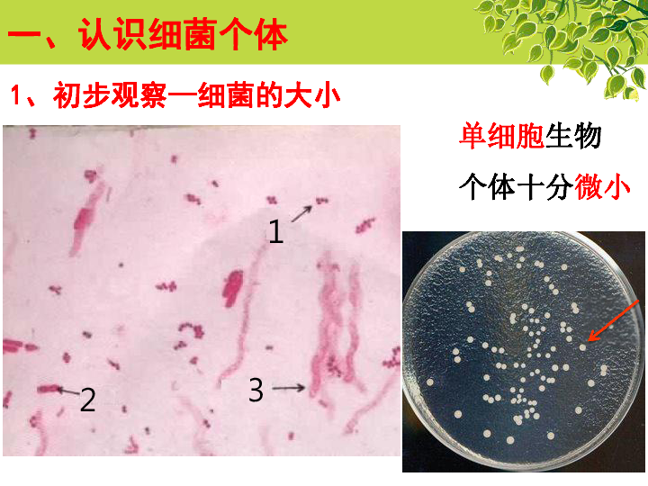 冀教版八上生物511細菌課件25張ppt