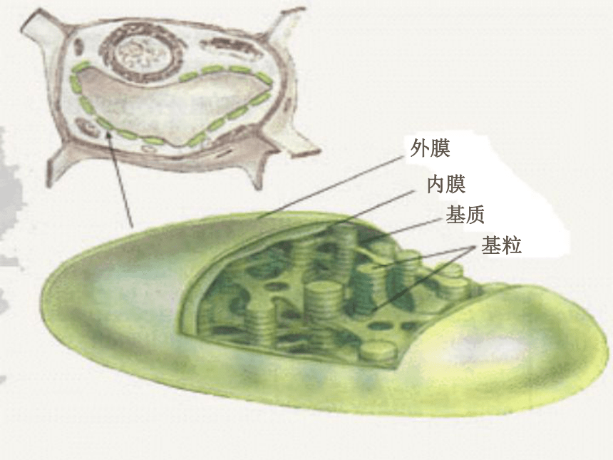 2017六年级科学上册第一章第3课植物的光合作用课件新人教版