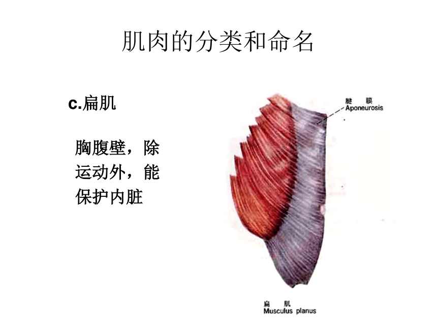 肌肉