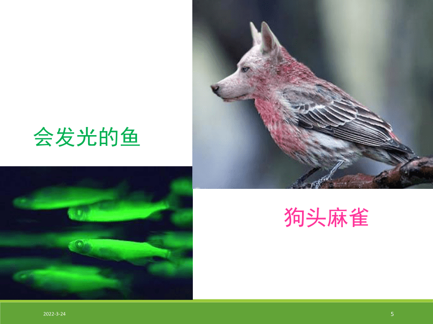 高中生物沪科版第一册第1章 《走进生命科学的世纪》优质课件 (共34张PPT)