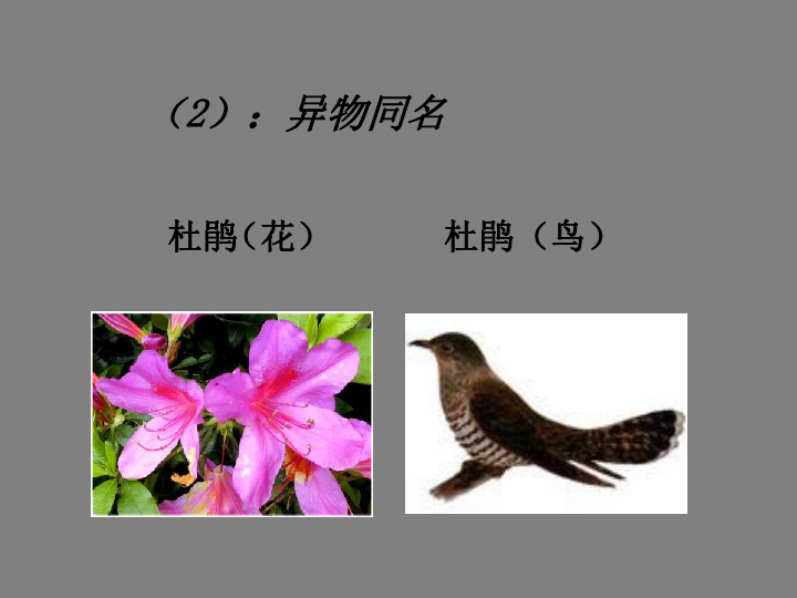 苏科版七下生物 14.1 生物的命名和分类 课件（24张PPT）