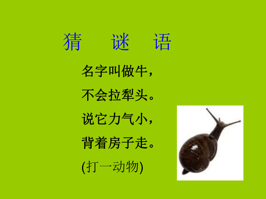 14 小蜗牛 课件 (1)
