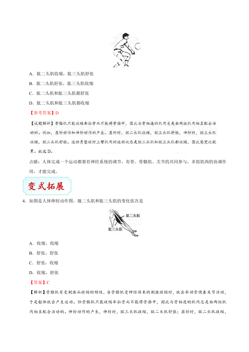 考点34 动物的运动-备战2018年中考生物核心考点全突破