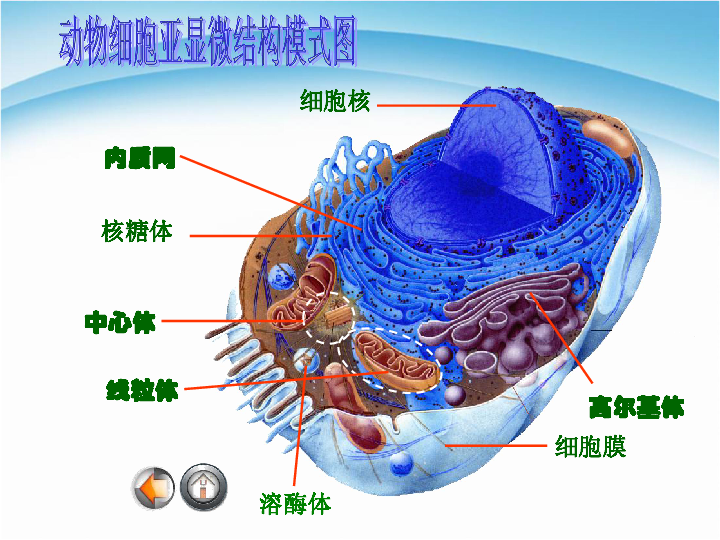 2017-2018學年人教版必修1第三章第2節 細胞器