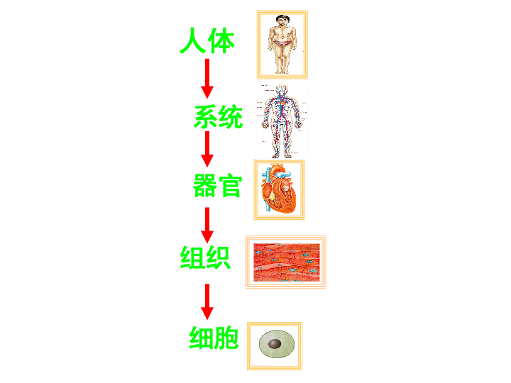 冀教版六年级下册科学人体的组成ppt课件