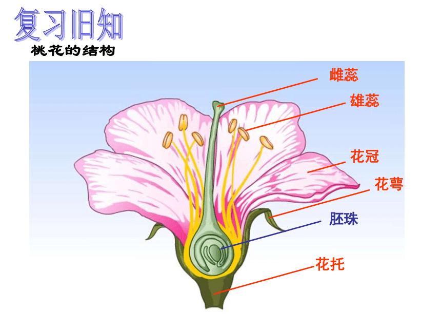 1.5植物生殖方式的多样性（第1课时）