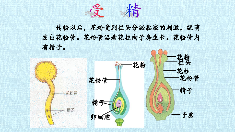 苏科版八年级生物上册第19章植物的生殖和发育复习课件